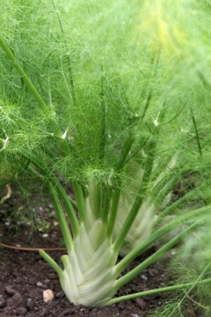 Fennel 6 pack