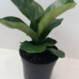 Ficus Lyrata Bambino 14cm