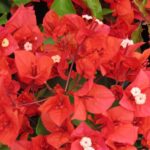 flame-1-scaled-1.jpg Arnelia Bougainvillea Flame 15cm Pot