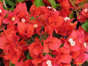 flame-1-scaled-1.jpg Arnelia Bougainvillea Flame 15cm Pot