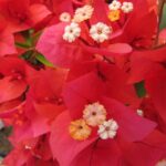 flame.jpg Arnelia Bougainvillea Flame 15cm Pot