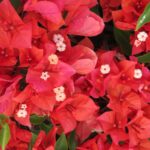 flame-2-scaled-1.jpg Arnelia Bougainvillea Flame 15cm Pot