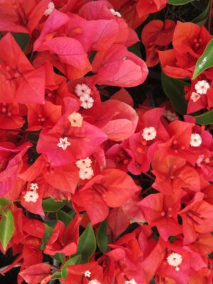 flame-2-scaled-1.jpg Arnelia Bougainvillea Flame 15cm Pot