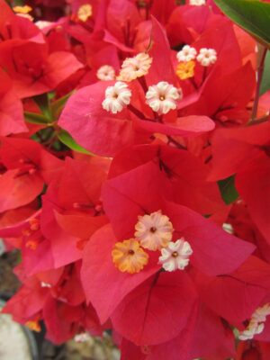 flame.jpg Arnelia Bougainvillea Flame 15cm Pot