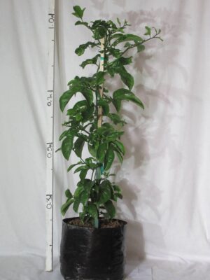 Granadilla Vine 10lt