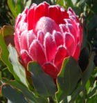 Lady Di Protea 15cm