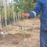Eureka Lemon Tree 20lt