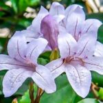 Asystasia Bella (Mackaya Bella) 4lt