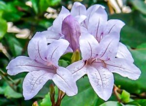 Asystasia Bella (Mackaya Bella) 4lt