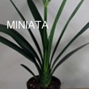 Clivia Miniata Orange 4lt