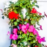Mobile Garden Impatiens