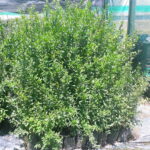 Pomegranate Wonderful 5lt