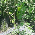 Pomegranate Wonderful 5lt