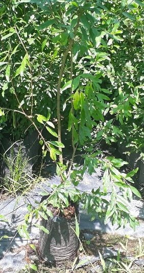 Pomegranate Wonderful 5lt