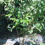 Pomegranate Wonderful 5lt