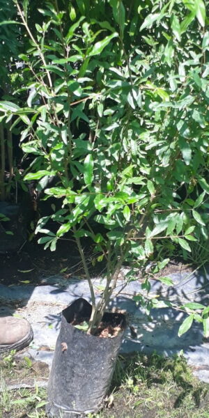 Pomegranate Wonderful 5lt