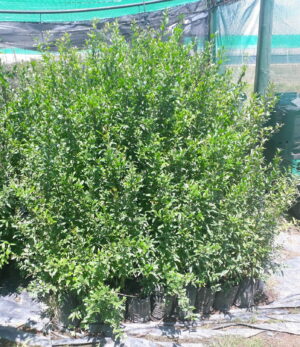 Pomegranate Wonderful 5lt