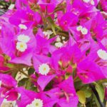 Arnelia Bougainvillea Purple 15cm Pot
