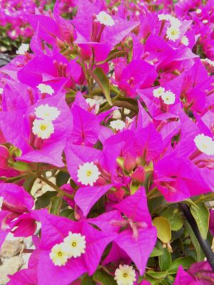 Arnelia Bougainvillea Purple 22cm Pot
