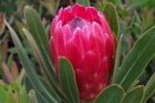 Red Ice Protea 15cm