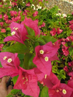 Arnelia Bougainvillea Rijnstar Pink 15cm