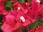 Arnelia Bougainvillea Ruby 15cm