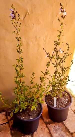 salvia-cerulea.jpg Salvia Africana Caerulea 17cm