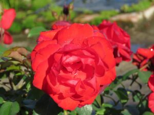 Satchmo Floribunda Rose 19cm