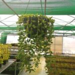 Senecio Radicans (String of Bananas) 20cm hanging basket