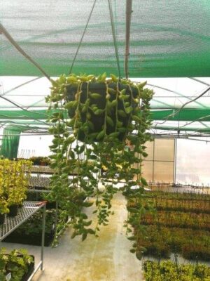 Senecio Radicans (String of Bananas) 20cm hanging basket