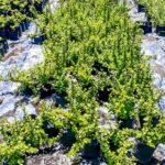 Portulacaria Afra, Spekboom 17cm pot
