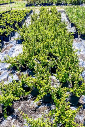 Portulacaria Afra, Spekboom 17cm pot
