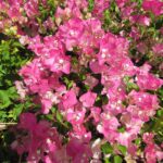 Arnelia Bougainvillea Thai Delight 15cm Pot