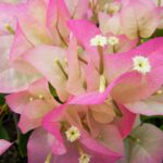 Arnelia Bougainvillea Thai Delight 15cm Pot