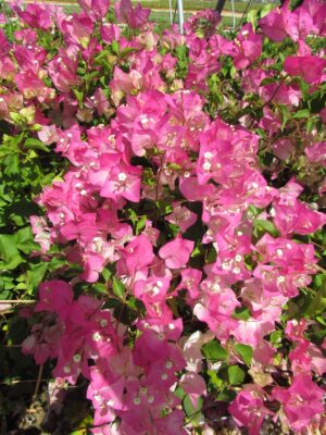 Arnelia Bougainvillea Thai Delight 15cm Pot