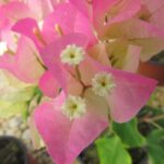 Arnelia Bougainvillea Thai Delight 15cm Pot