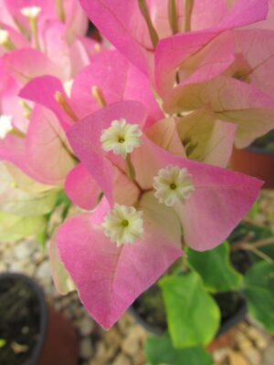 Arnelia Bougainvillea Thai Delight 15cm Pot