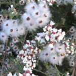 Eriocephalus Africanus (Wild Rosemary) 17cm