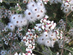 Eriocephalus Africanus (Wild Rosemary) 17cm