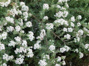 Eriocephalus Africanus (Wild Rosemary) 17cm