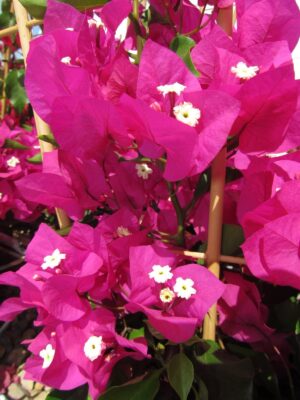 Arnelia Bougainvillea Vera Purple  15cm