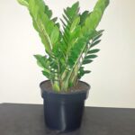Zamioculcas Zamiifolia 24cm pot (ZZ Plant)