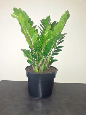 zz-plant.jpg Zamioculcas Zamiifolia 24cm pot (ZZ Plant)