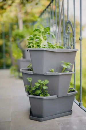 Paul Potato Planter