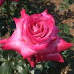 Amelia Dee Hybrid Tea Rose 5lt