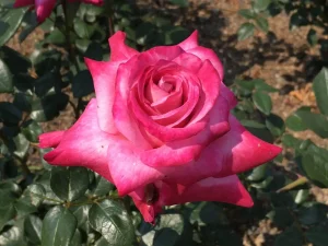 Amelia Dee Hybrid Tea Rose 5lt