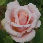 Anne-Colle.webp Anne Colle Hybrid Tea Rose 5lt