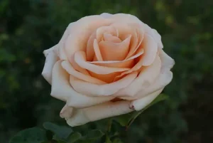 Anne Lorentz Hybrid Tea Rose 5lt