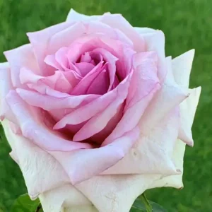 Antique Affair Hybrid Tea Rose 5lt