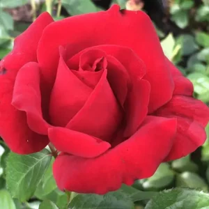 Antoinette Louise Hybrid Tea Rose 5lt